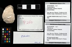 Foto (Objekt + Etikett) von Pithonoton sp.  (NHMW-GEO-2014-0194-0250)